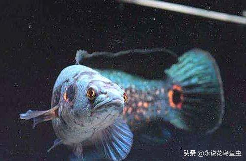 雷龍魚(yú)價(jià)格:1米裸缸養(yǎng)什么魚(yú)