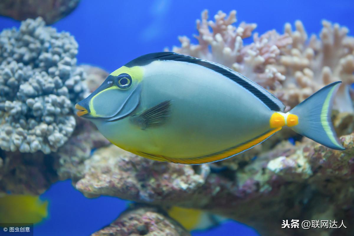 家庭養(yǎng)什么魚最旺風(fēng)水