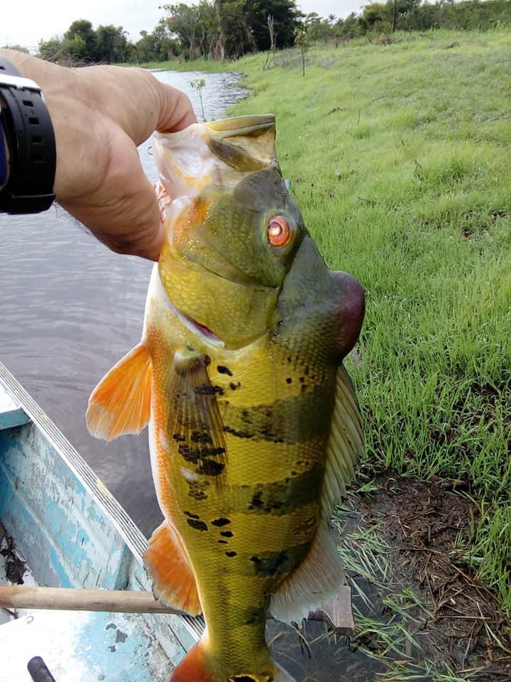 帝王三間魚(yú)批發(fā)