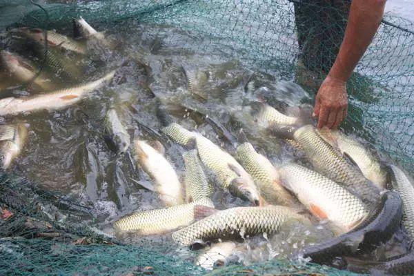 包頭魚(yú)池水泵設(shè)備 廣州水族器材濾材批發(fā)市場(chǎng)