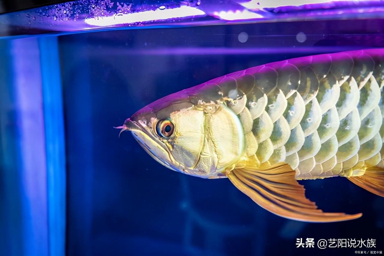 龍魚溫度多少合適