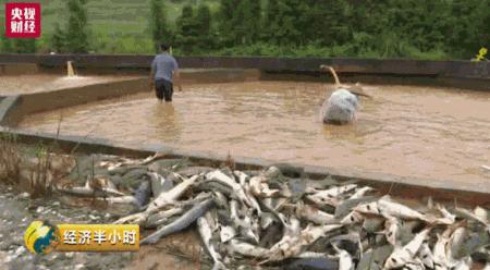 贛州魚池水泵設(shè)備 廣州水族器材濾材批發(fā)市場(chǎng)