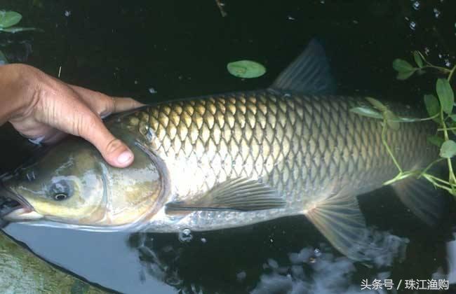 韶關(guān)魚(yú)池水泵設(shè)備 廣州水族器材濾材批發(fā)市場(chǎng)