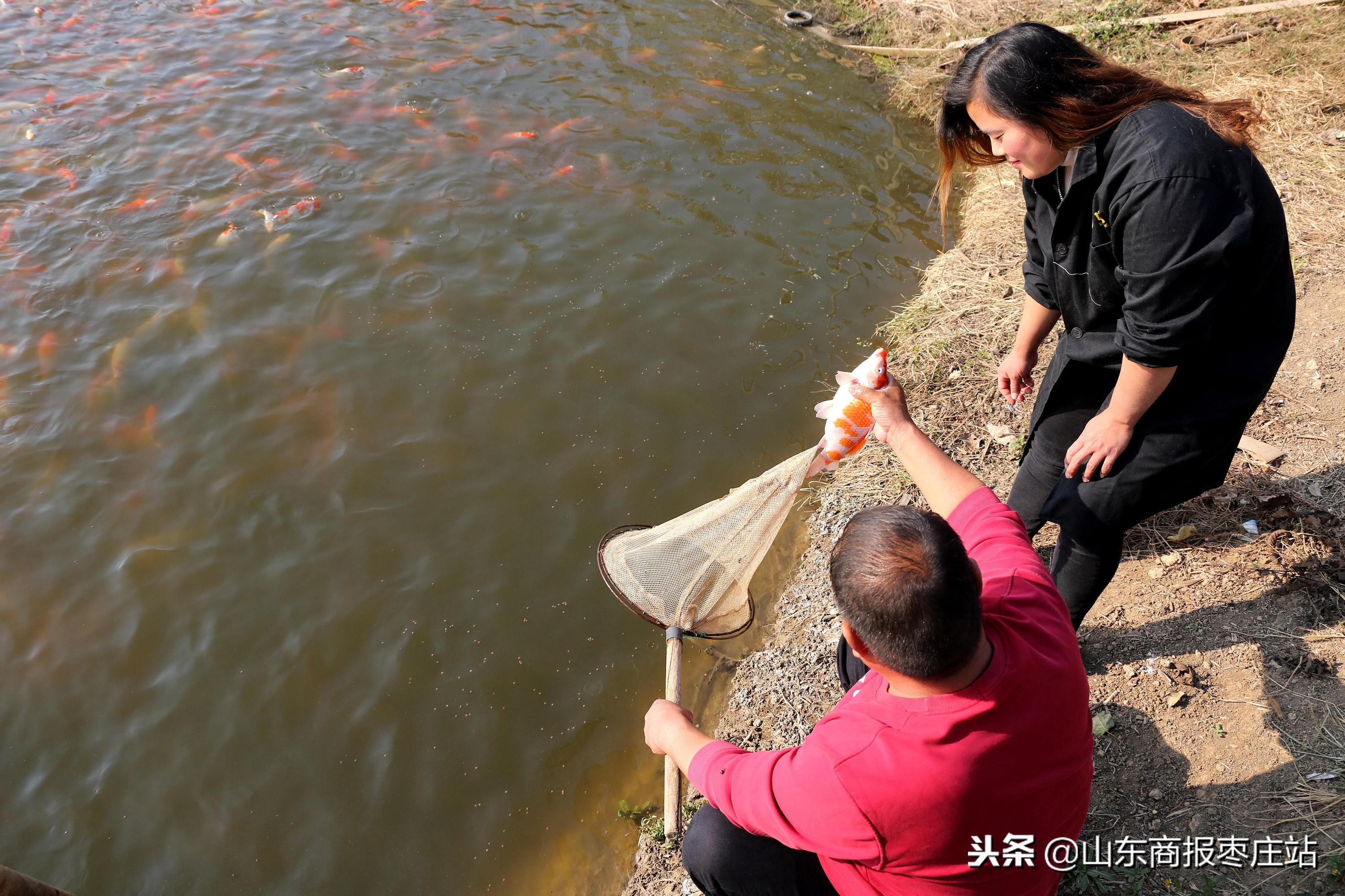 棗莊魚池水泵設(shè)備 廣州水族器材濾材批發(fā)市場(chǎng)