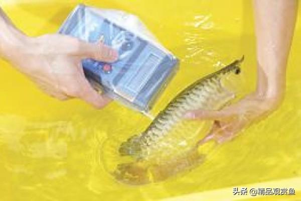 金龍魚官方網(wǎng)站 龍魚批發(fā)