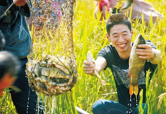 野生土龍魚圖片 龍魚批發(fā)