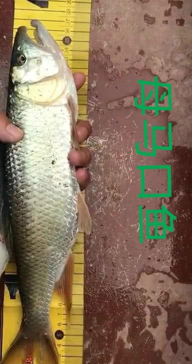 魚(yú)公母對(duì)照表圖