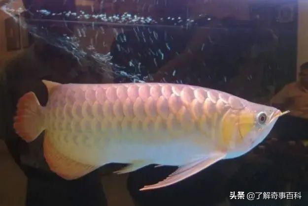 金龍魚不吃東西怎么辦 龍魚批發(fā)