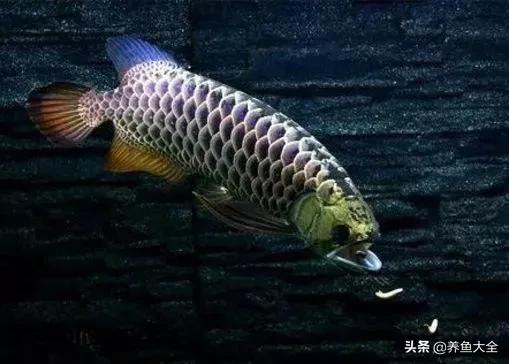 冬天龍魚(yú)不吃食怎么辦 龍魚(yú)批發(fā)