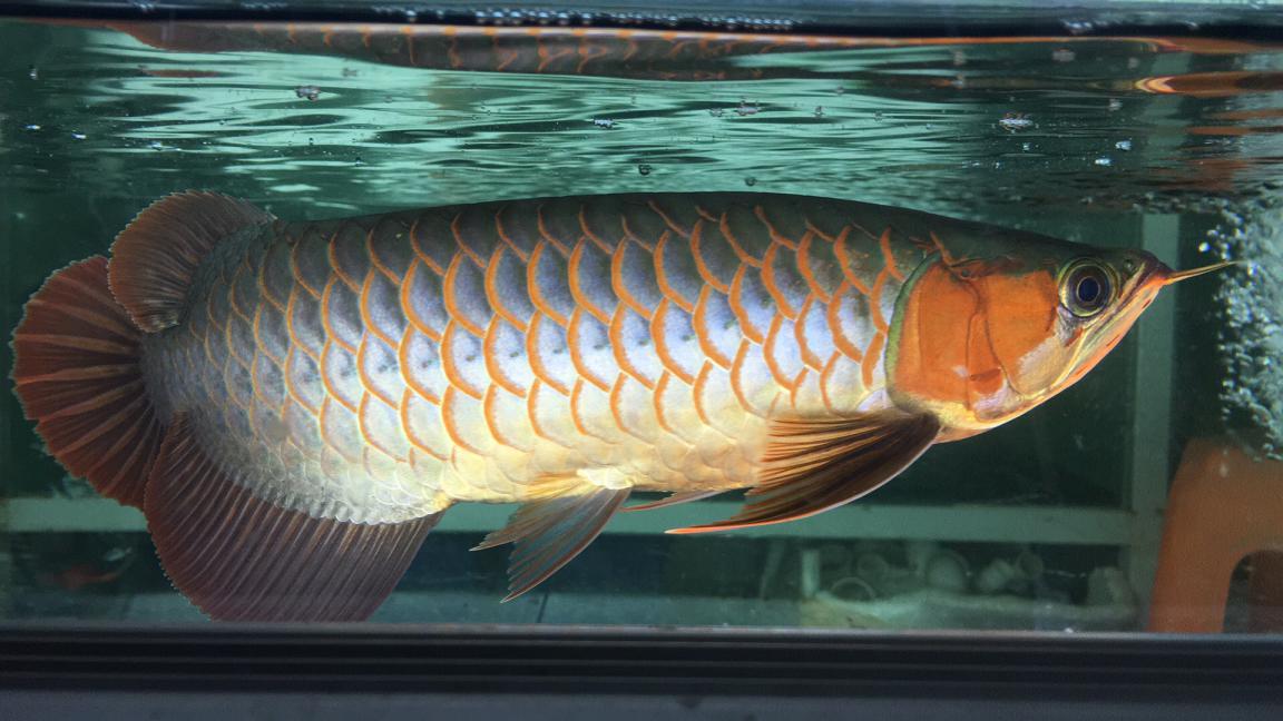 紅龍魚(yú)換缸后不吃食