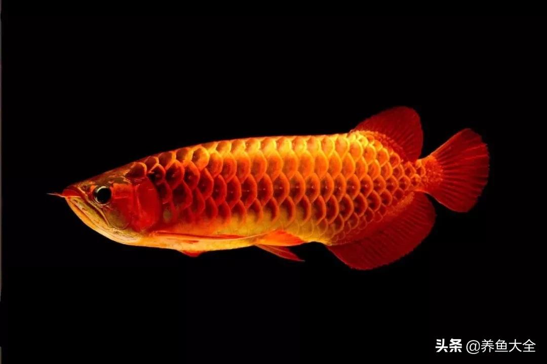 龍魚(yú)不吃食怎么開(kāi)口 龍魚(yú)批發(fā)