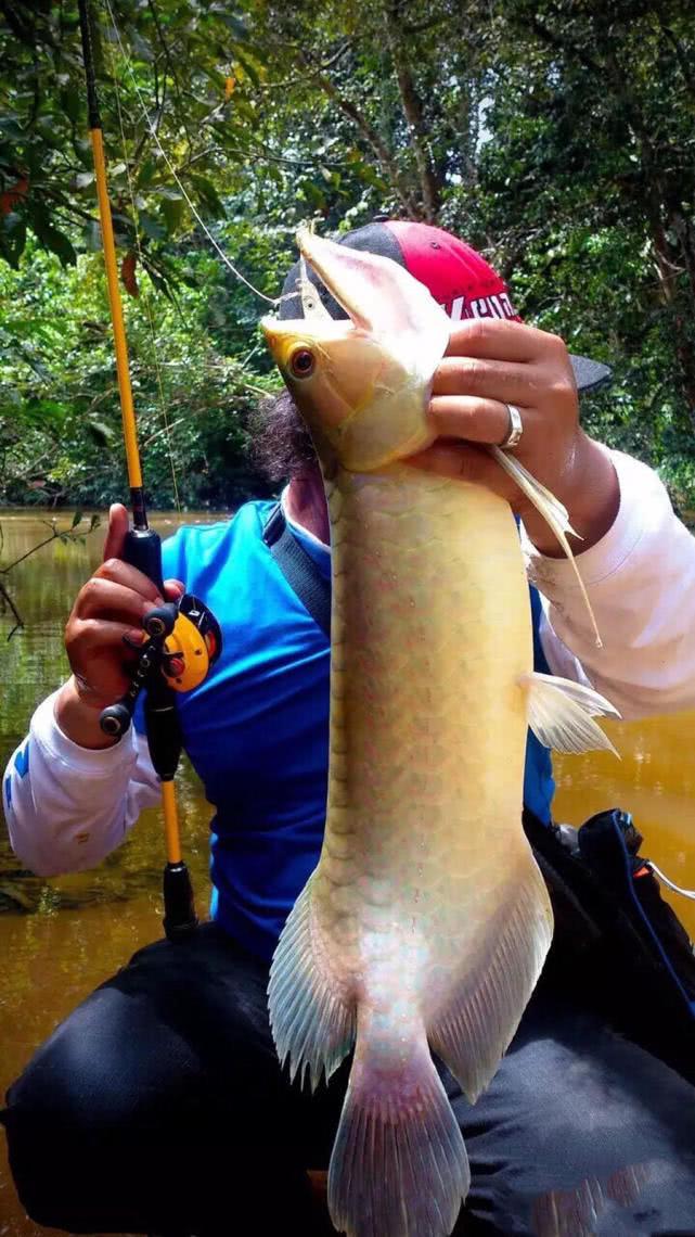 龍魚不吃食老是下游