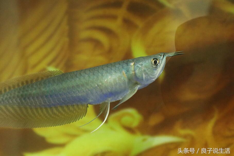 養(yǎng)銀龍魚(yú)要注意什么 銀龍魚(yú)百科 第2張