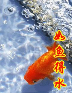 發(fā)財魚的飼養(yǎng)方法