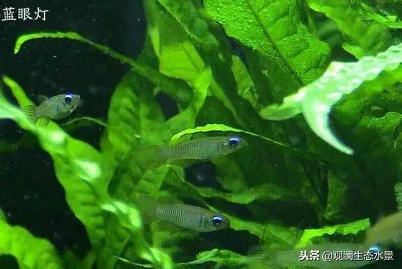 燈科魚(yú)怎么養(yǎng) 龍魚(yú)批發(fā)