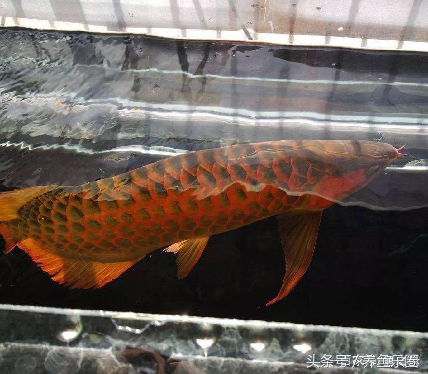 紅龍配什么魚(yú)養(yǎng)最好:35公分紅龍搭配多少公分的虎魚(yú)