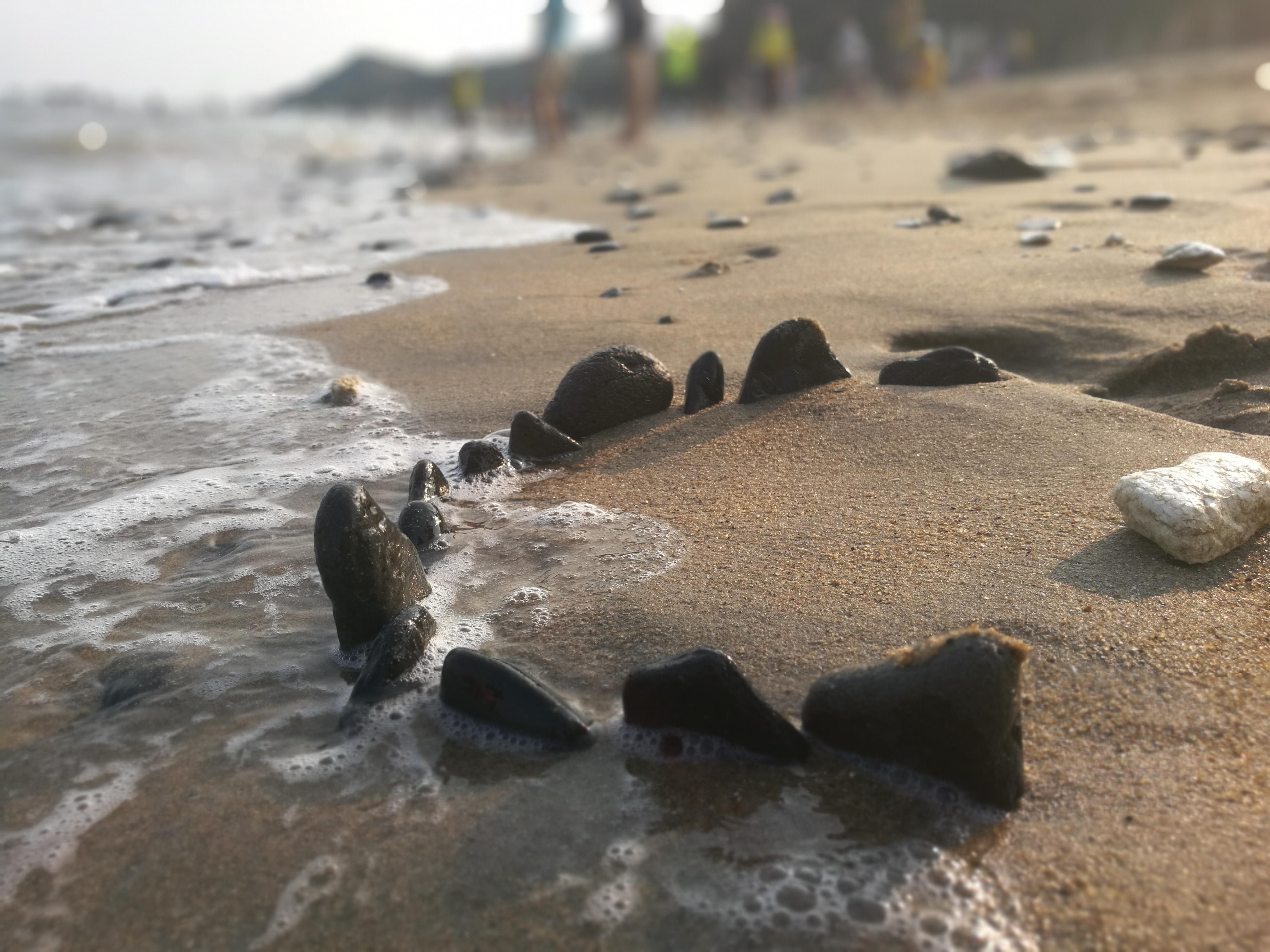 隆頭科海水魚:隨機是不是無法破獲