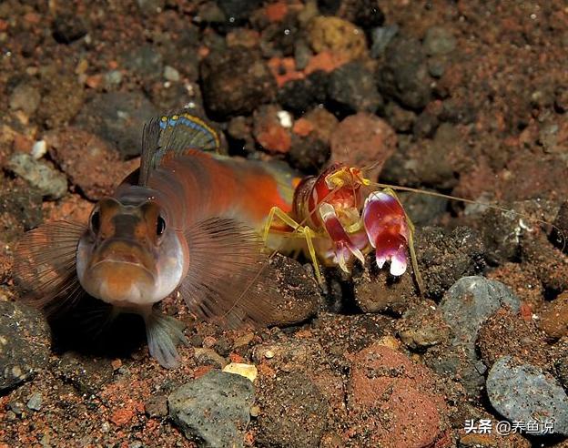 原生魚發(fā)色:冷茶棕發(fā)色配方一步到位 龍魚批發(fā)