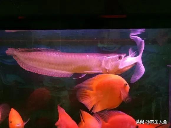 銀龍魚多少一條:一斤的魚飼料夠銀龍魚吃多少天的 銀龍魚百科