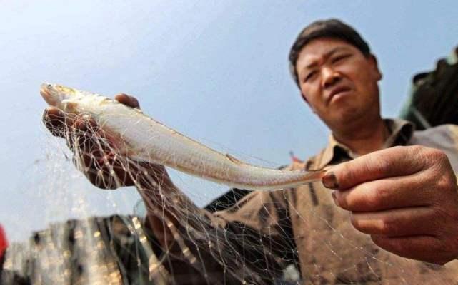 世界上最貴的魚是什么魚:酒店一般買的最貴的魚 龍魚批發(fā)