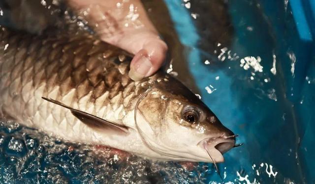 最貴的淡水魚是什么魚:俄羅斯最貴的魚 龍魚批發(fā)