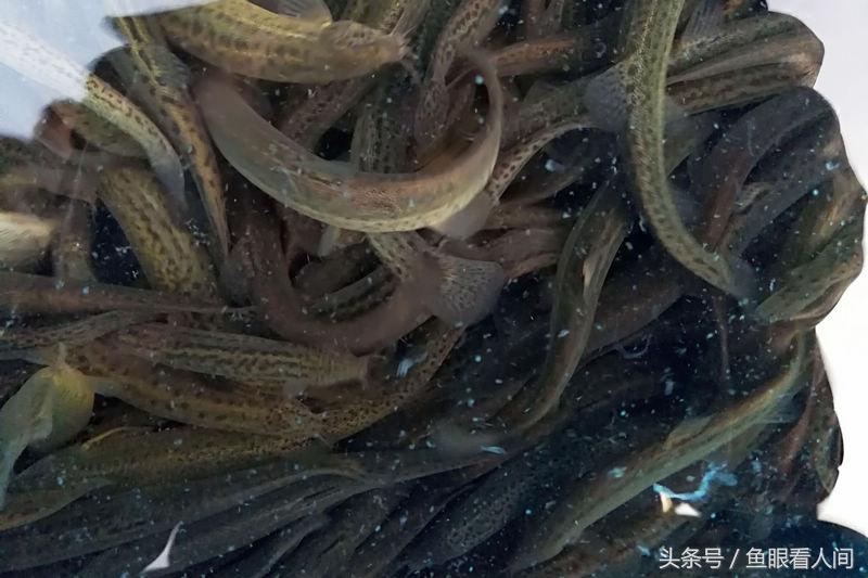 最貴淡水魚:洛陽水席為什么走不出洛陽 龍魚批發(fā)