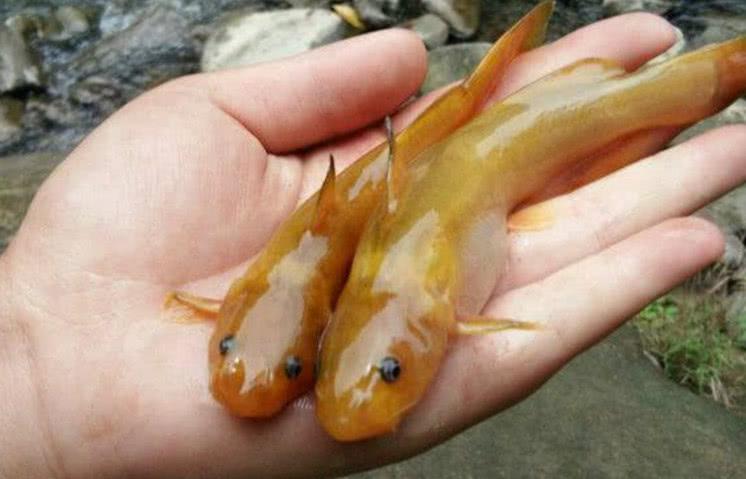 價(jià)格貴的魚:東北雅羅魚為啥那么貴