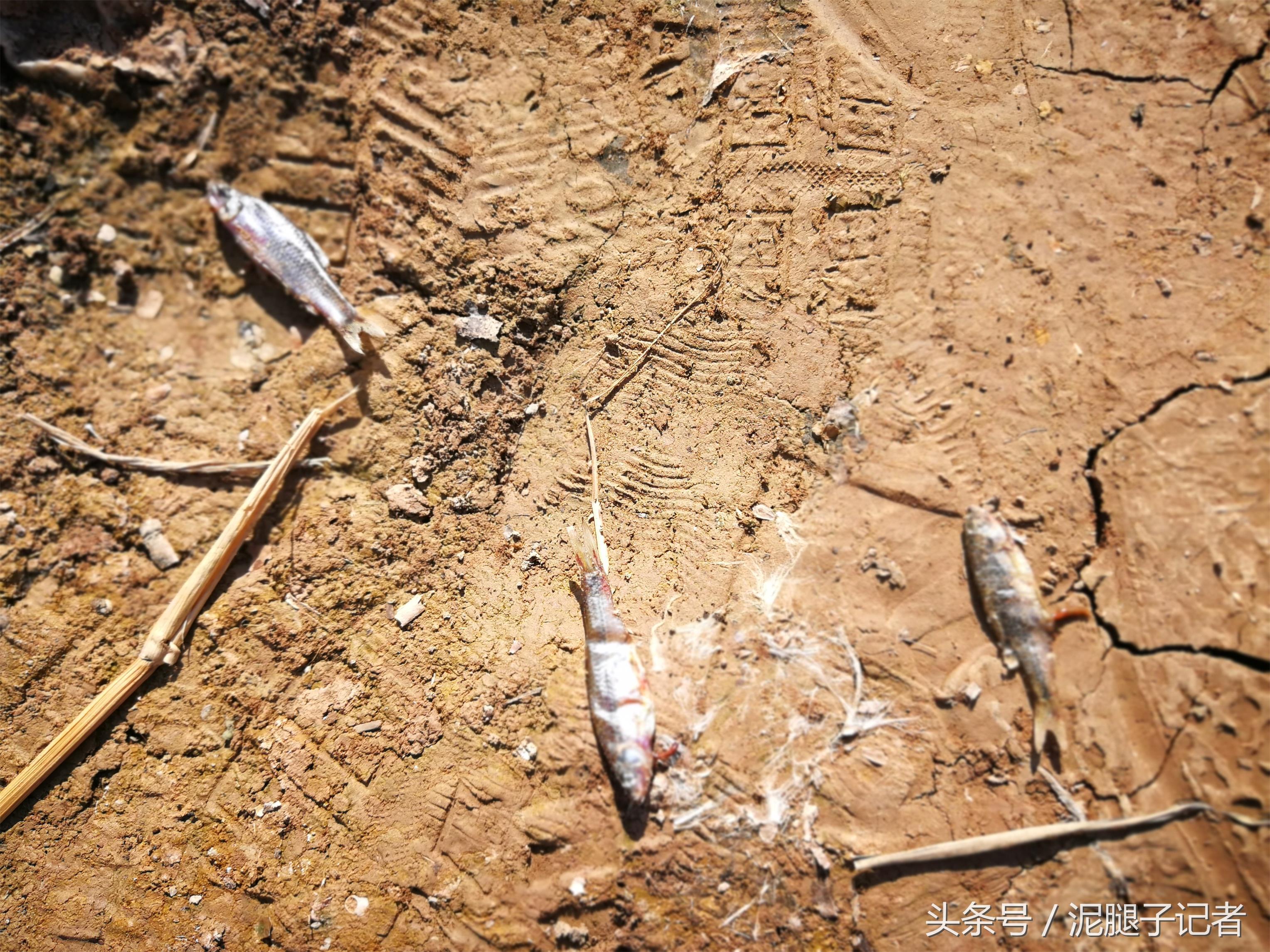 十大最貴淡水魚排名:淡水魚最貴排名 龍魚批發(fā)