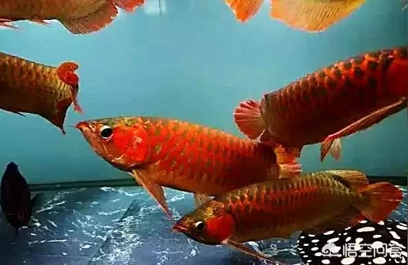 紅龍魚(yú)水溫30度可以嗎:銀龍魚(yú)水溫在最低20度的水里就可以飼養(yǎng)嗎