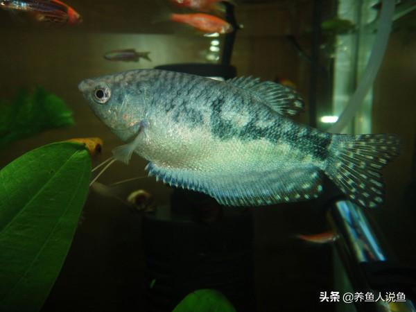 龍魚冬天最佳水溫:魚缸加溫到30度對(duì)金魚有影響嗎