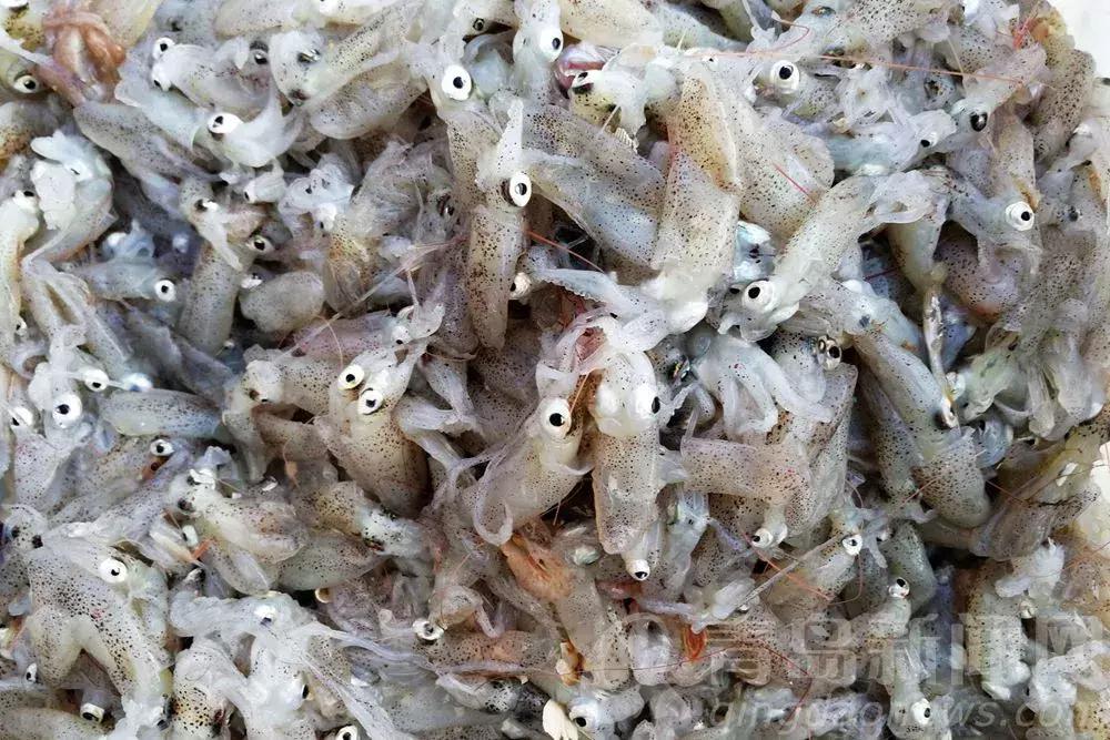 魚價(jià)格表:鯧魚有多少種