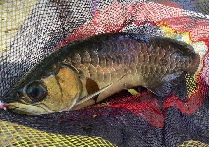 龍魚一條多少錢:對100平米的房子進(jìn)行最普通的裝修