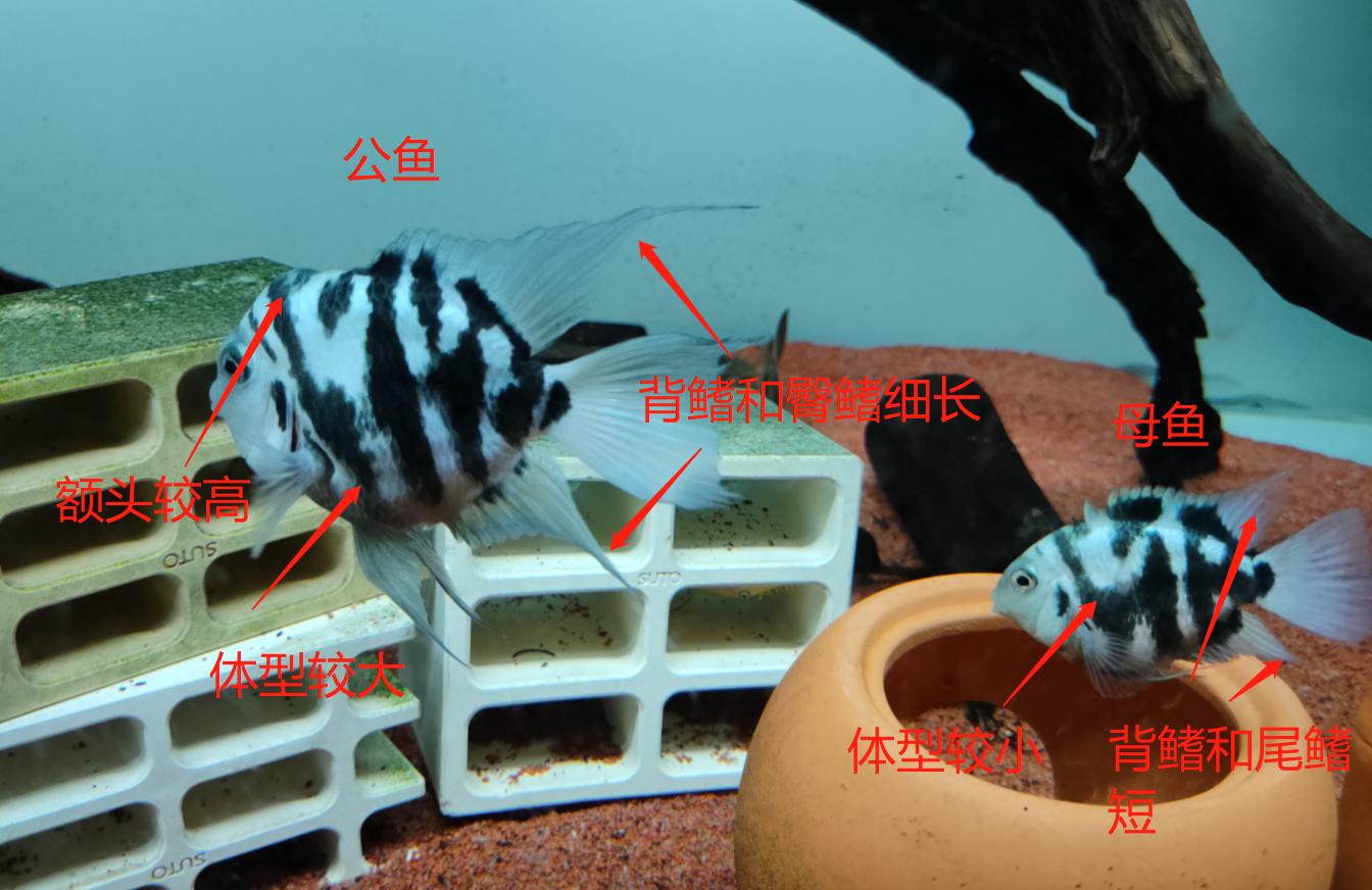 迷你鸚鵡魚幼魚怎么養(yǎng):迷你鸚鵡魚怎么長不大