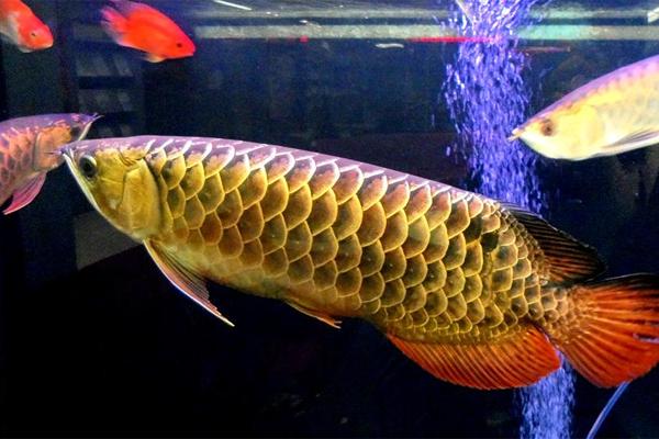 新入缸小金龍魚(yú):新魚(yú)入缸怎么處理