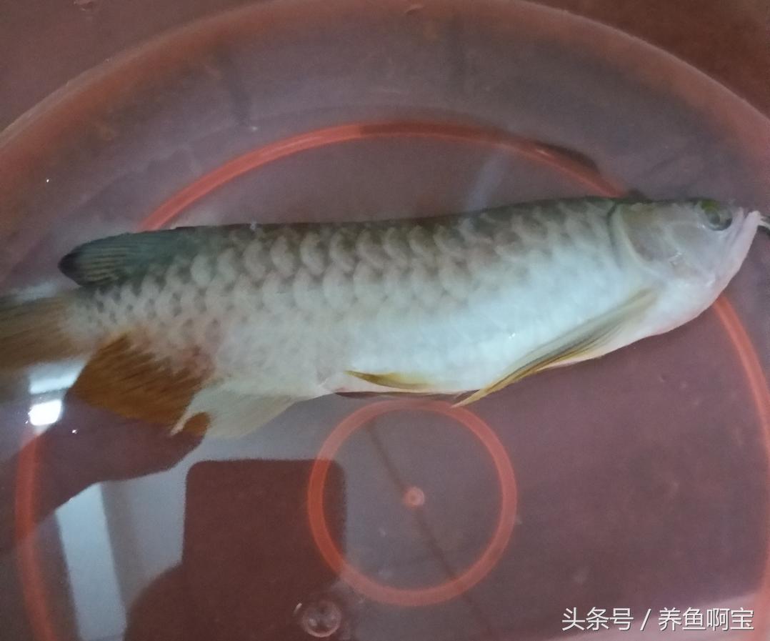 金龍魚的形狀:一直認為5升就是10斤 龍魚批發(fā)