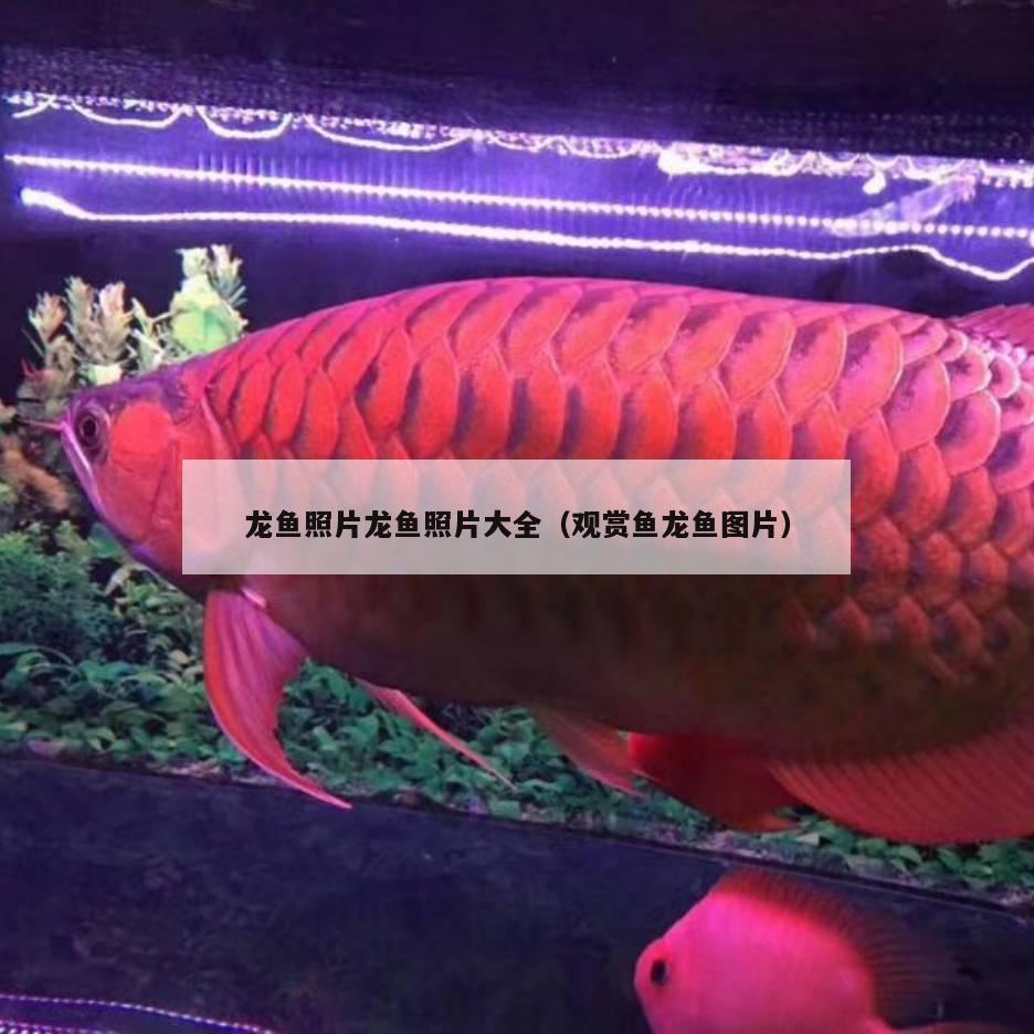 龍魚(yú)照片龍魚(yú)照片大全（觀賞魚(yú)龍魚(yú)圖片） 廣州龍魚(yú)批發(fā)市場(chǎng)