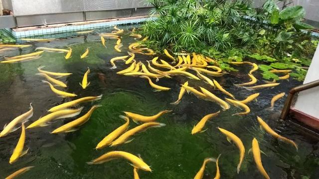 白化金龍魚多少錢一條:年底想帶孩子去武漢海洋館和動物園玩玩 龍魚批發(fā)