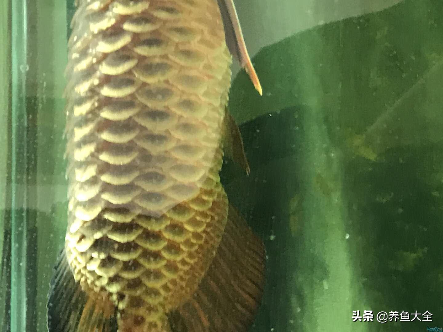 龍魚立鱗圖片:龍魚身子蹭魚缸是怎么回事