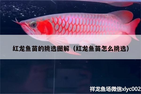 紅龍魚(yú)苗的挑選圖解（紅龍魚(yú)苗怎么挑選）