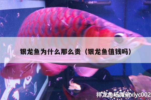 銀龍魚(yú)為什么那么貴（銀龍魚(yú)值錢嗎）