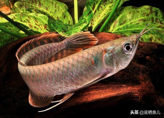 龍魚立鱗一般幾天能好:紅龍魚身體發(fā)青色是怎么回事