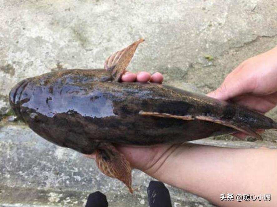 虎魚圖片及價格:沙虎魚品種 虎魚百科