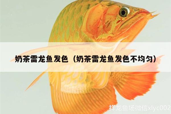 奶茶雷龍魚(yú)發(fā)色（奶茶雷龍魚(yú)發(fā)色不均勻）