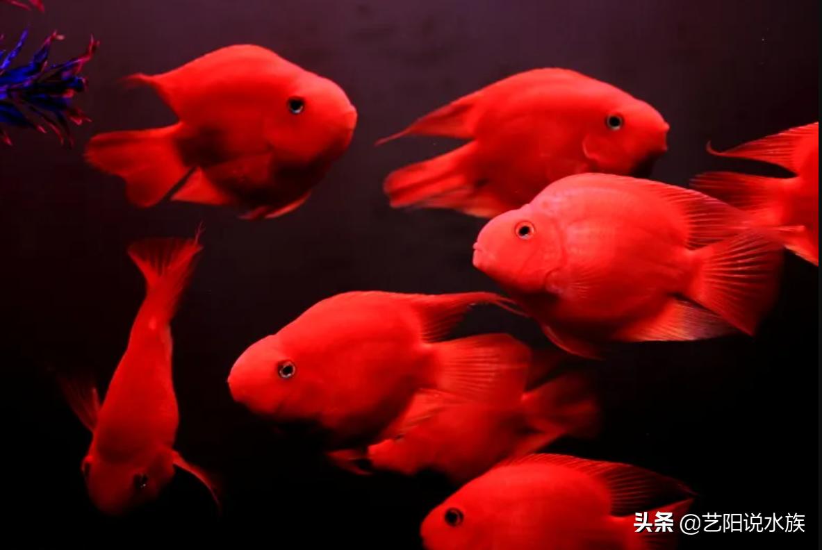 紅鸚鵡魚多少錢一條:最有名的鸚鵡魚 鸚鵡魚