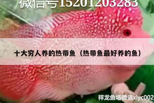 十大窮人養(yǎng)的熱帶魚（熱帶魚最好養(yǎng)的魚）