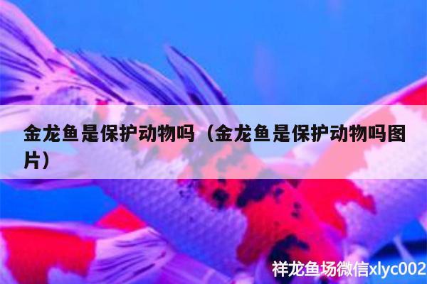 金龍魚是保護(hù)動物嗎（金龍魚是保護(hù)動物嗎圖片） 泰國虎魚