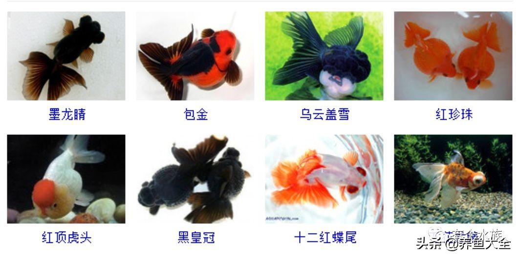 金魚(yú)品種大全及圖片（金魚(yú)選美）