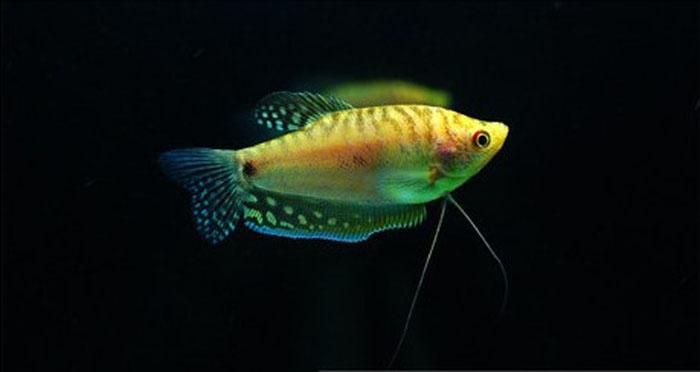 熱帶觀賞魚(yú)飼養(yǎng)指南（熱帶海水魚(yú)的飼養(yǎng)知識(shí)）