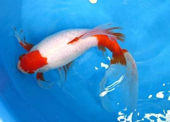 草金魚品種圖解（有啥魚可以幫忙清理這些粑粑） 龍魚批發(fā)