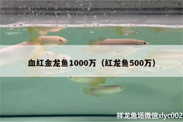 血紅金龍魚(yú)1000萬(wàn)（紅龍魚(yú)500萬(wàn)）